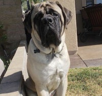 a large dog sitting on a concrete wall