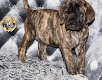 a black and brown puppy standing on a couch