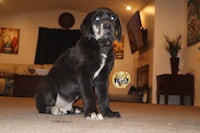 a black dog sitting on the floor in a living room