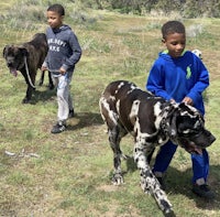 two boys walking a great dane on a leash