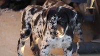 a black and white puppy standing next to a truck