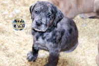 a grey and black puppy is sitting on a pile of hay