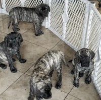 a group of puppies standing in a white fence