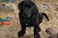 a black labrador puppy sitting in a pile of hay