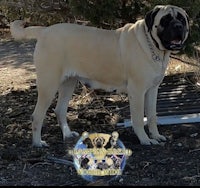 a large dog standing in the dirt with a collar