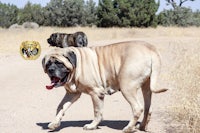 two large dogs walking down a dirt road