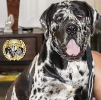 a black and white dalmatian dog sitting on a leash