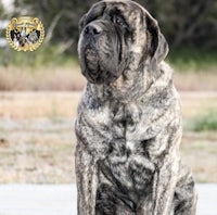 a large black and gray dog sitting on the ground