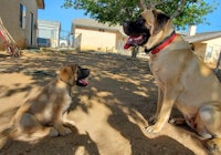 a large dog and a small dog sitting in the dirt